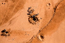 Samburu livestock, as seen from the air, illegally entering Samburu National Park searching for food and water. Holes are made in the dry Ewaso Nyiro river bed to dig out water searching for any kind...