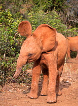 A young Elephant (Loxodonta Africana) flapping its ears. David Sheldrick Wildlife Trust Nairobi Elephant Nursery, Kenya, July 2010.