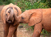Two Elephants (Loxodonta africana) playing. David Sheldrick Wildlife Trust Nairobi Elephant Nursery, Kenya, July 2010.