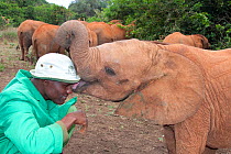 Young Elephant (Loxodonta africana) playing with its keeper. David Sheldrick Wildlife Trust Nairobi Elephant Nursery, Kenya, July 2010.