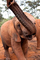 Young Elephant (Loxodonta africana) playing. David Sheldrick Wildlife Trust Nairobi Elephant Nursery, Kenya, July 2010.