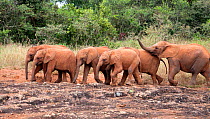 A herd of young orphaned Elephants (Loxodonta africana) following each other. David Sheldrick Wildlife Trust Nairobi Elephant Nursery, Kenya, July 2010.