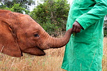 Keeper holding the trunk of a young orphan Elephant (Loxodonta africana). David Sheldrick Wildlife Trust Nairobi Elephant Nursery, Kenya, July 2010.