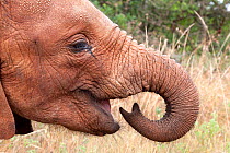 A young orphan Elephant (Loxodonta africana) in profile. David Sheldrick Wildlife Trust Nairobi Elephant Nursery, Kenya, July 2010.