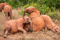 Young Elephants (Loxodonta africana) resting. David Sheldrick Wildlife Trust Nairobi Elephant Nursery, Kenya, July 2010.