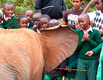 Children visiting David Sheldrick Wildlife Trust Nairobi Elephant Nursery to see a baby Elephant (Loxodont africana). Kenya, July 2010.