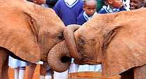 Children visiting David Sheldrick Wildlife Trust Nairobi Elephant Nursery watching baby Elephants (Loxodont africana) playing. Kenya, July 2010.