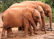 Three baby Elephants (Loxodonta africana) standing in profile. David Sheldrick Wildlife Trust Nairobi Elephant Nursery, Kenya, July 2010.