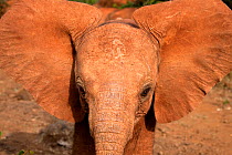 Portrait of orphan baby Elephant (Loxodonta africana). David Sheldrick Wildlife Trust Nairobi Elephant Nursery, Kenya, July 2010.