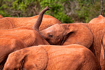 An orphan baby Elephant (Loxodonta africana) raising its trunk among its friends. David Sheldrick Wildlife Trust Nairobi Elephant Nursery, Kenya, July 2010.