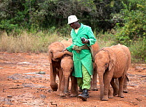 Orphan baby Elephants (Loxodonta africana) following their keeper. David Sheldrick Wildlife Trust Nairobi Elephant Nursery, Kenya, July 2010.