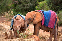 Orphan Rhinoceros (Ceratotherium simum) and Elephant (Loxodonta africana) with blankets on their backs. David Sheldrick Wildlife Trust Nairobi Elephant Nursery, Kenya, July 2010.