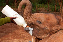 Orphan baby Elephant (Loxodonta africana) being bottle fed milk by its keeper. David Sheldrick Wildlife Trust Nairobi Elephant Nursery, Kenya, July 2010.