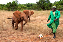 Elephant Orphans
