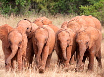 A group of rescued orphan baby Elephants (Loxodonta africana). David Sheldrick Wildlife Trust Nairobi Elephant Nursery, Kenya, July 2010.
