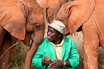Elephant keeper with his young orphanElephants (Loxodonta africana). David Sheldrick Wildlife Trust Nairobi Elephant Nursery, Kenya, July 2010.