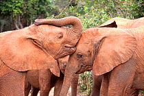 Young orphan Elephants (Loxodonta africana) kissing. David Sheldrick Wildlife Trust Nairobi Elephant Nursery, Kenya, July 2010.