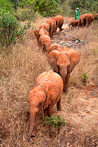 Young orphan Elephants (Loxodonta africana) on a walk with their keeper. David Sheldrick Wildlife Trust Nairobi Elephant Nursery, Kenya, July 2010.