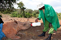 A baby orphan Rhinoceros (Ceratotherium simum) bottle fed milk  fed by its keeper. David Sheldrick Wildlife Trust Nairobi Elephant Nursery, Kenya, July 2010.