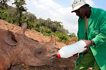 A baby orphan Rhinoceros (Ceratotherium simum) bottle fed milk  fed by its keeper. David Sheldrick Wildlife Trust Nairobi Elephant Nursery, Kenya, July 2010.