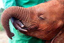 A baby orphan Elephant (Loxodonta africana) being comforted by its keeper. David Sheldrick Wildlife Trust Nairobi Elephant Nursery, Kenya, July 2010.