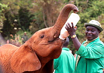 A young orphan Elephant (Loxodonta africana) being bottle fed milk by its keeper. David Sheldrick Wildlife Trust Nairobi Elephant Nursery, Kenya, July 2010. Model released.