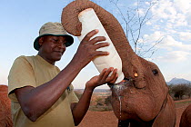 A  baby Elephant (Loxodonta africana) being bottle fed milk by its keeper. David Sheldrick Wildlife Trust Nairobi Elephant Nursery, Kenya, August 2010.