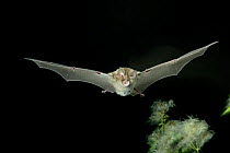 Mehely's horseshoe bat (Rhinolophus mehely) in flight, Germany.