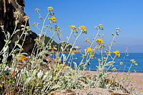 Dusty Miller (Jacobaea maritima / Senecio cinerea) plants flowering among rocks behind Porto beach within a UNESCO World Heritage coastal/marine site and Corsica's National Park (Parc Naturel Regional...
