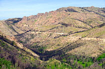 Aftermath of a major forest fire within Corsica's National Park (Parc Naturel Regional de Corse), a year on, with large area of pine forest destroyed. Near Aullene, Corsica, France, June 2010.
