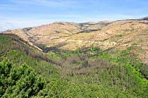Unburnt and burnt areas of pine forests a year after a major forest fire within Corsica's National Park (Parc Naturel Regional de Corse). Near Aullene, Corsica, France, June 2010.