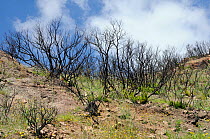 Aftermath of a major forest and maquis scrub fire within Corsica's National Park (Parc Naturel Regional de Corse), a year on, with first flush of regrowth. Near Aullene, Corsica, France, June 2010.