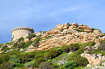 16th Century Genoese watchtower, the largest on Corsica, perched on a weathered granite headland and surrounded by coastal maquis scrub. Campomoro Point, Corsica, France, May 2010.