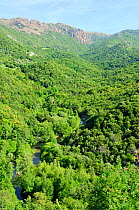 Deciduous Mediterranean forest covering mid-elevation mountain landscape within Corsica's National Park (Parc Naturel Regional de Corse). Propriano, Corsica, France, June 2010.