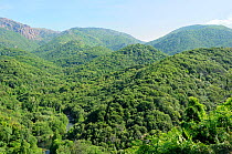 Deciduous Mediterranean forest covering mid-elevation mountain landscape within Corsica's National Park (Parc Naturel Regional de Corse). Propriano, Corsica, France, June 2010.