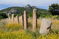 I Stantari (The Petrified) alignment of late Neolithic and Bronze age statue menhirs erected c4,500 - 3,500 years ago. Cauria, Corsica, France, May 2010.