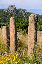 I Stantari (The Petrified) alignment of Bronze age statue menhirs with carved faces erected c3,500 years ago. Cauria, Corsica, France, May 2010.