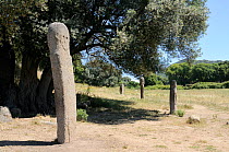 Four tall Bronze age (c 3,500 years old) granite menhir standing stones with carved faces in a semi circular alignment at Filitosa, with overhanging Olive tree, Corsica, France, June 2010.