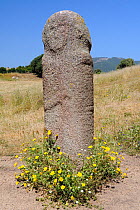 Tall Bronze age (c 3,500 years old) granite statue menhir standing stone at Filitosa with carved face and trace of a sword, with Yellow daisies (Asteraceae) growing around the base. Corsica, France, J...
