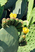 Prickly Pear Cactus / Barbary Fig (Opuntia ficus-indica) flowers, buds and spiny leaves, coastal slopes above Cargese. Corsica, France, May.