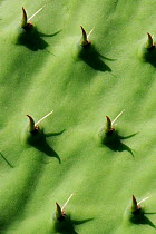 Prickly Pear Cactus / Barbary Fig (Opuntia ficus-indica) spines detail. Corsica, France, May.
