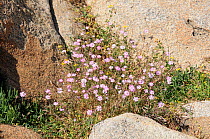 Rose of Heaven (Silene coeli-rosa) clump flowering among granite boulders. Campomoro Point, near Propriano, Corsica, France, June.