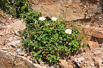 Sage-leaved cistus (Cistus salvifolius) clump flowering on a rocky mountainside. Corsica, France, June.