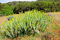 Sea Spurge (Euphorbia paralias) clump flowering on with coastal maquis scrub in the background. Near Propriano, Corsica, France, June.