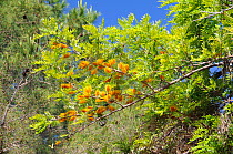Silver Oak / Silky Oak tree (Grevillea robusta)  with orange bottlebrush flowers. Introduced from Australia. Campomoro, Corsica, France, June.