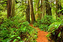 Path through thick undergrowth and tree trunks in a temperate rainforest. Wickaninnish Rainforest Trail, Vancouver Island, Canada, March.