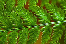 Detail of a Lady Fern (Athyrium filix-femina) frond. West coast of Vancouver Island, Canada, March.