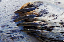 Detail of a Common Seal (Phoca vitulina) paw and claws. West coast of Vancouver Island, Canada, March.
