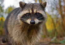Portrait of a Common Racoon (Procyon lotor). Stanley Park, Vancouver, Canada, March.