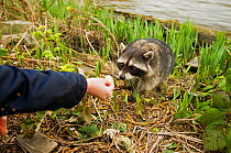 Common Racoon (Procyon lotor) being fed. Stanley Park, Vancouver Island, Canada.